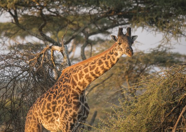 Local Victoria Falls expertise